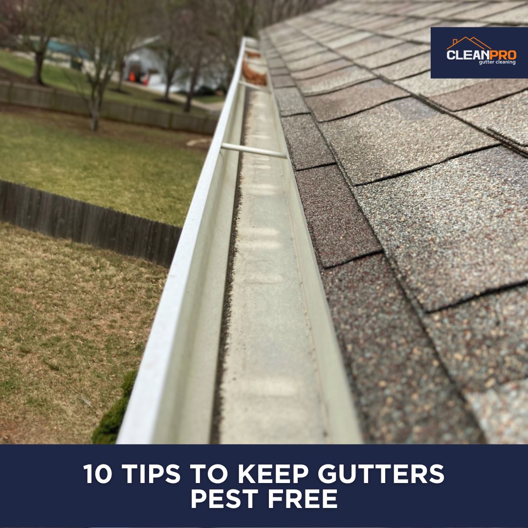 Keep Gutters free of pests with our 10 tips.
