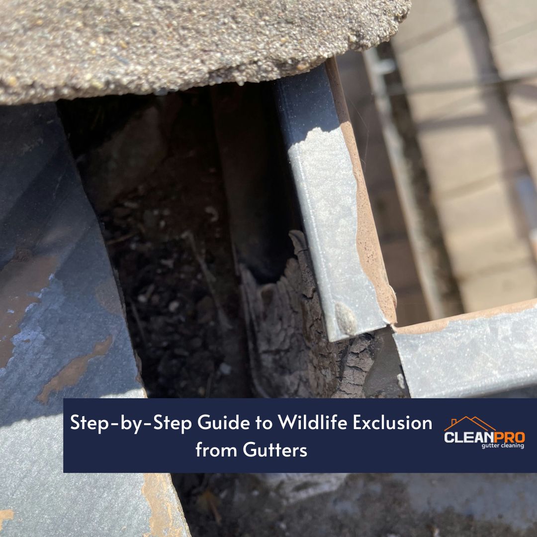 Step-by-Step Guide to Wildlife Exclusion from Gutters
