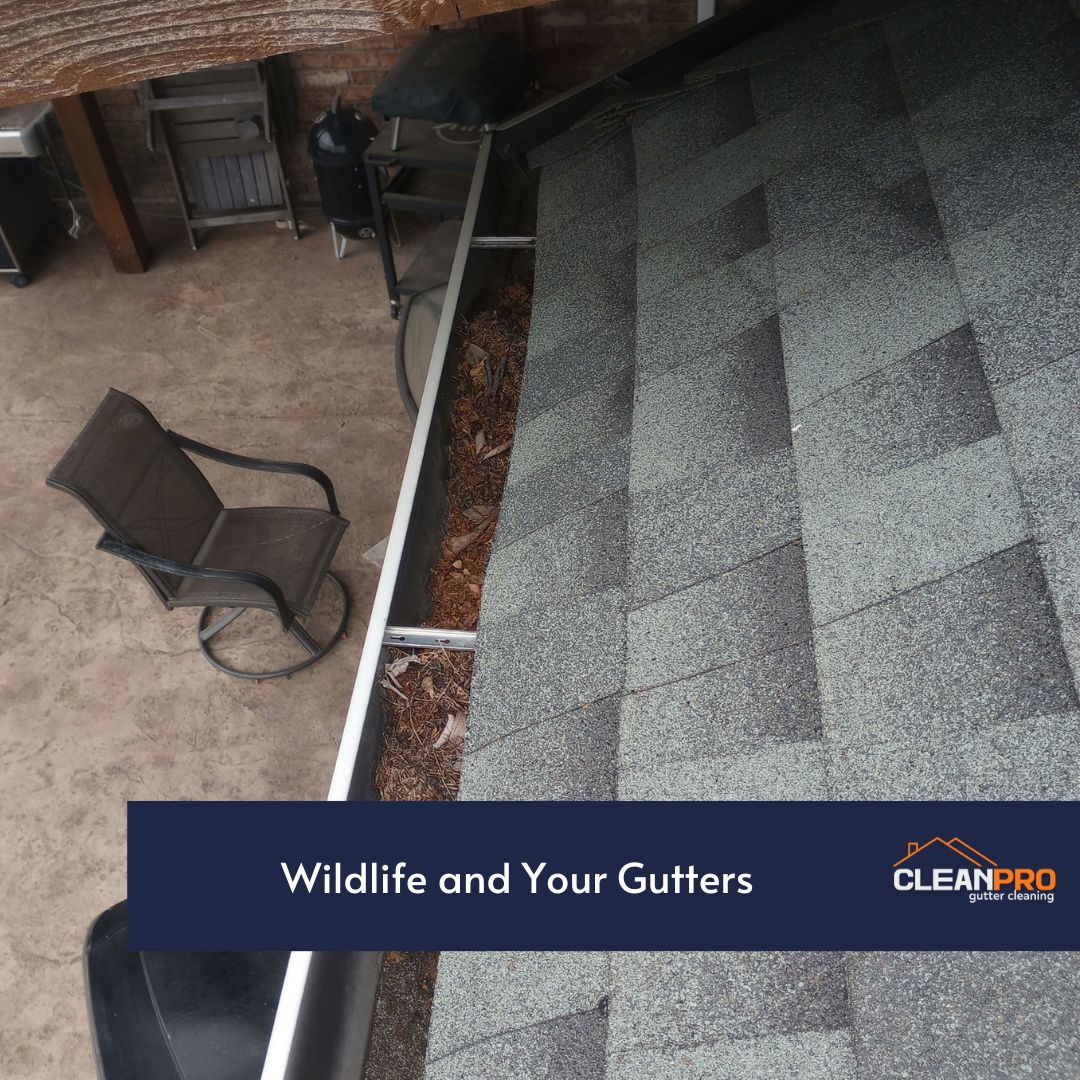 Wildlife and Your Gutters