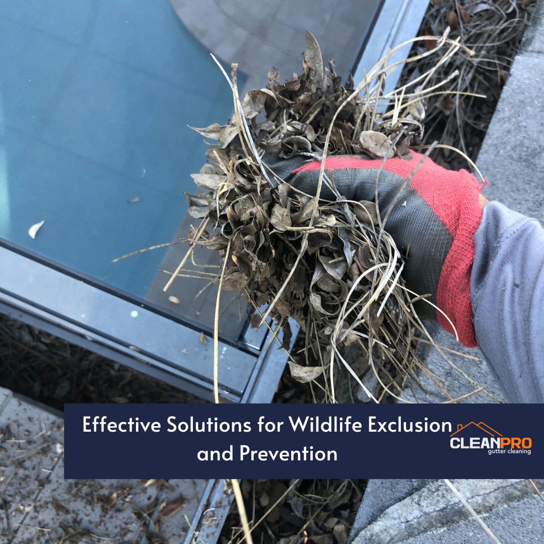 Effective Solutions for Wildlife Exclusion and Prevention
