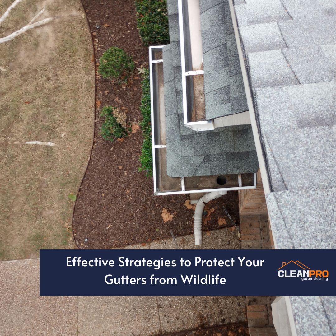 Effective Strategies to Protect Your Gutters from Wildlife