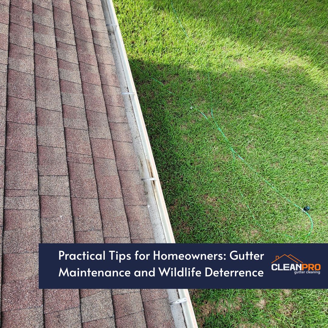 Practical Tips for Homeowners: Gutter Maintenance and Wildlife Deterrence