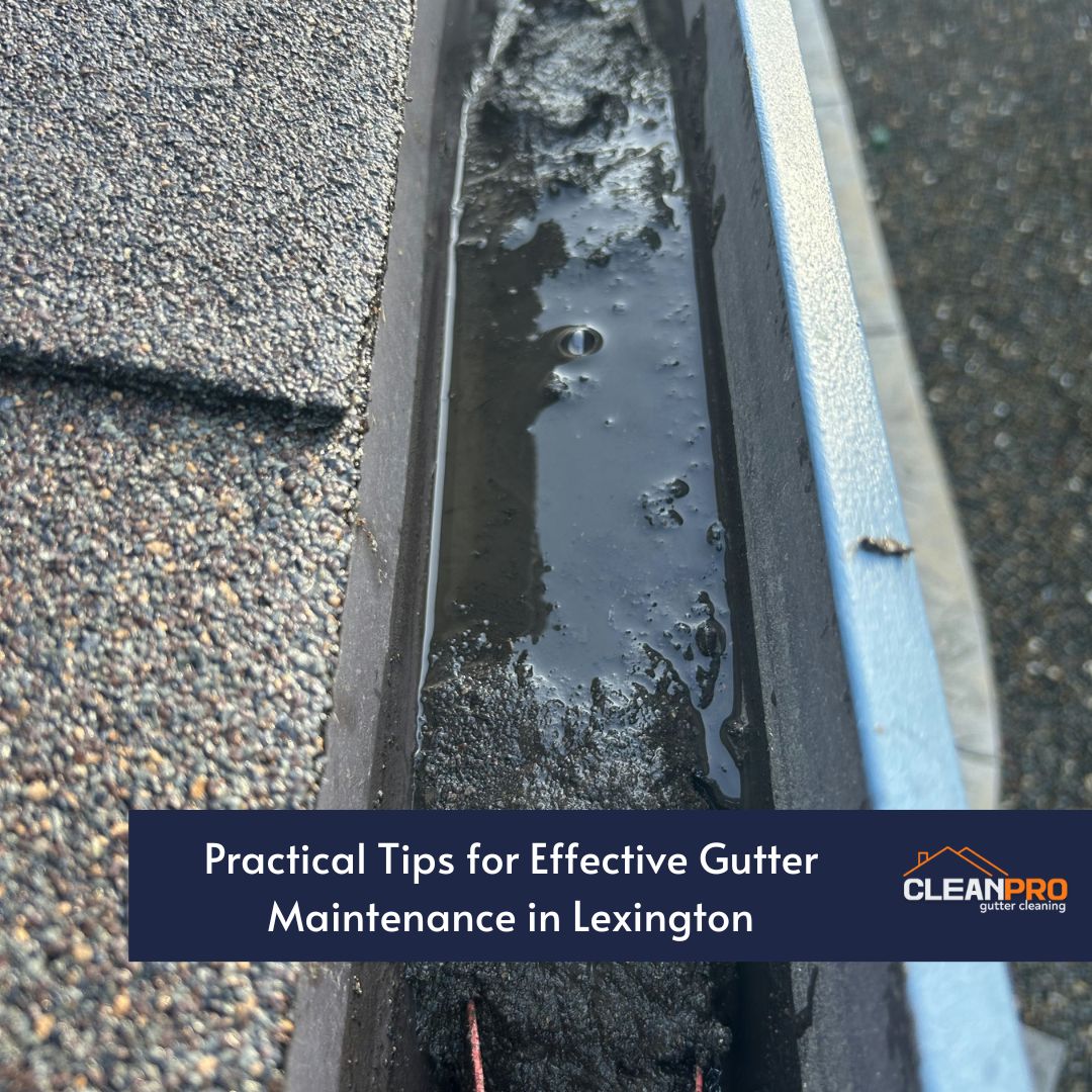 Practical Tips for Effective Gutter Maintenance in Lexington