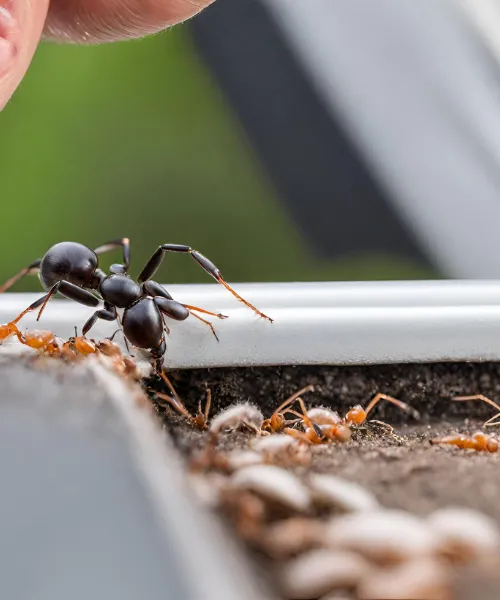 What are Ants Attracted to?