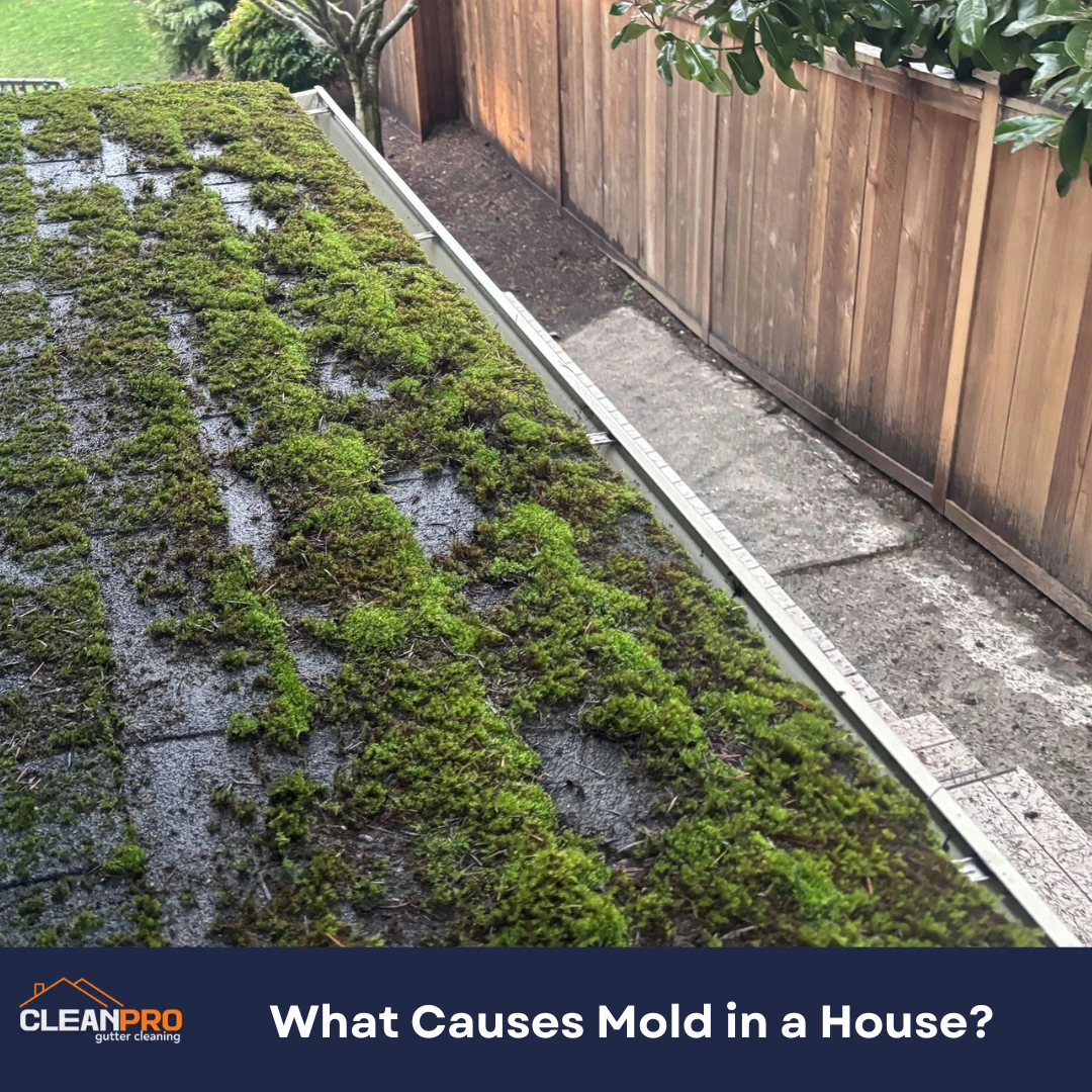 What Causes Mold in a House?