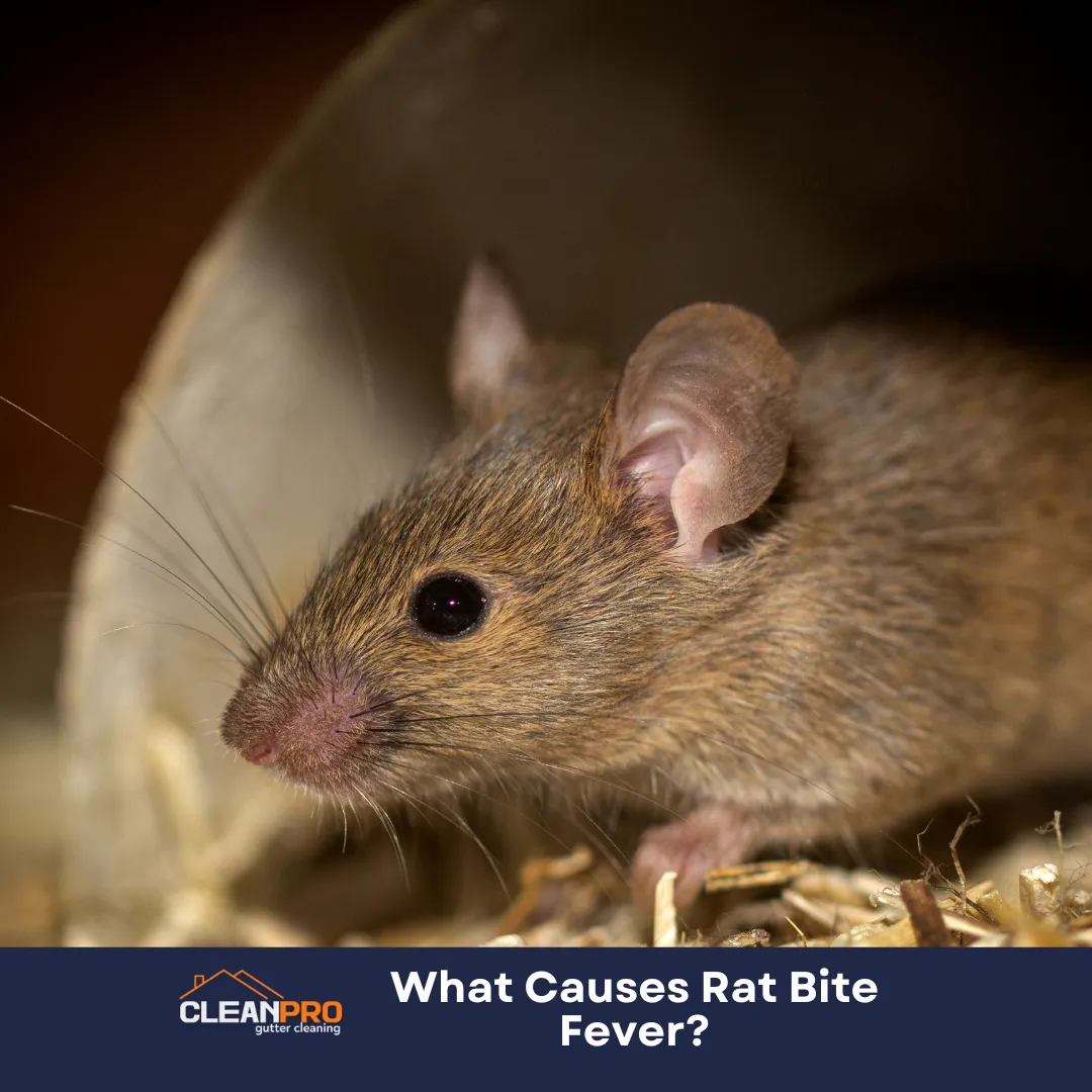 What Causes Rat Bite Fever