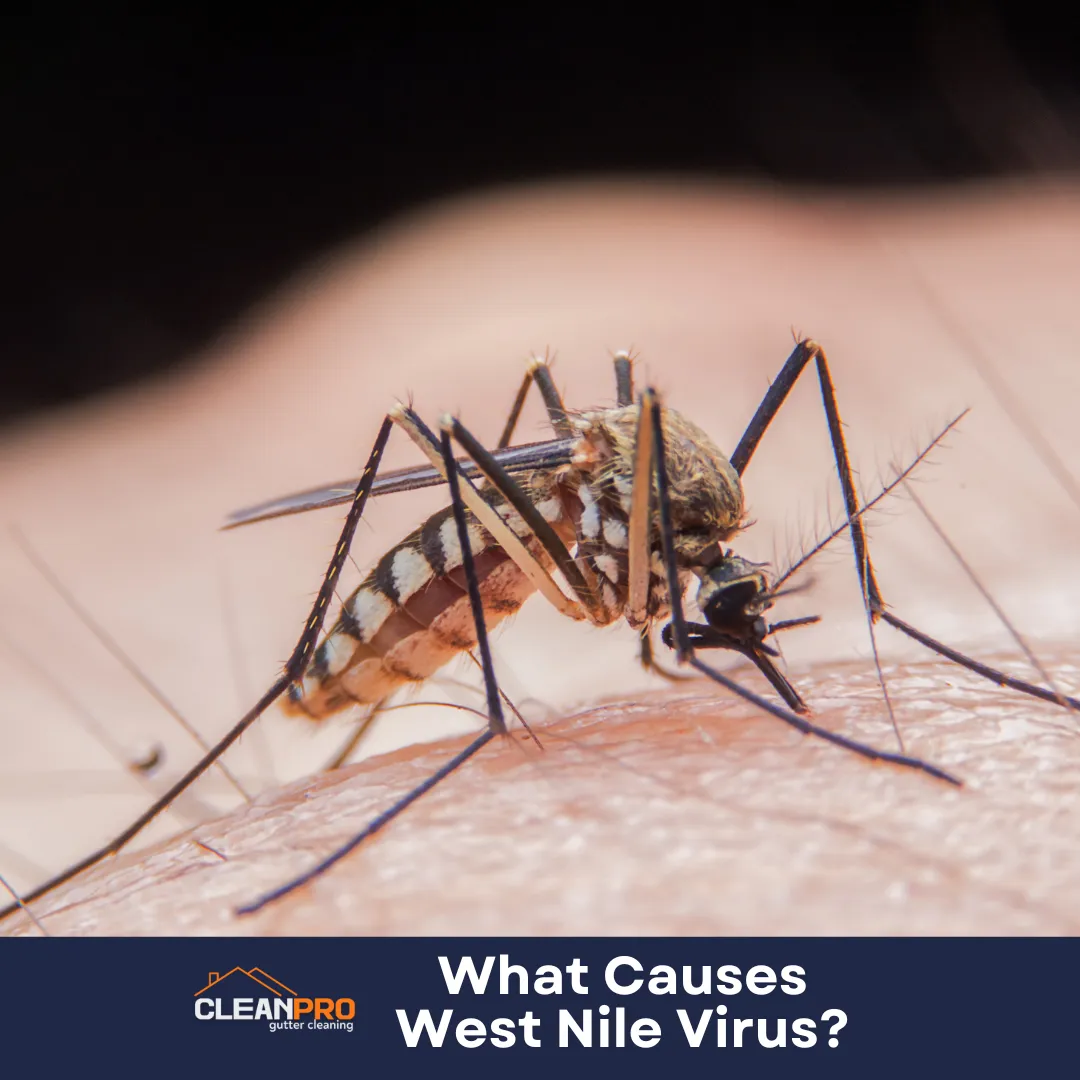 What Causes West Nile Virus