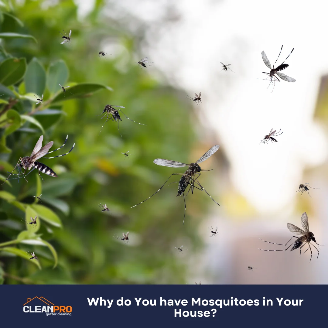Why do You have Mosquitoes in Your House