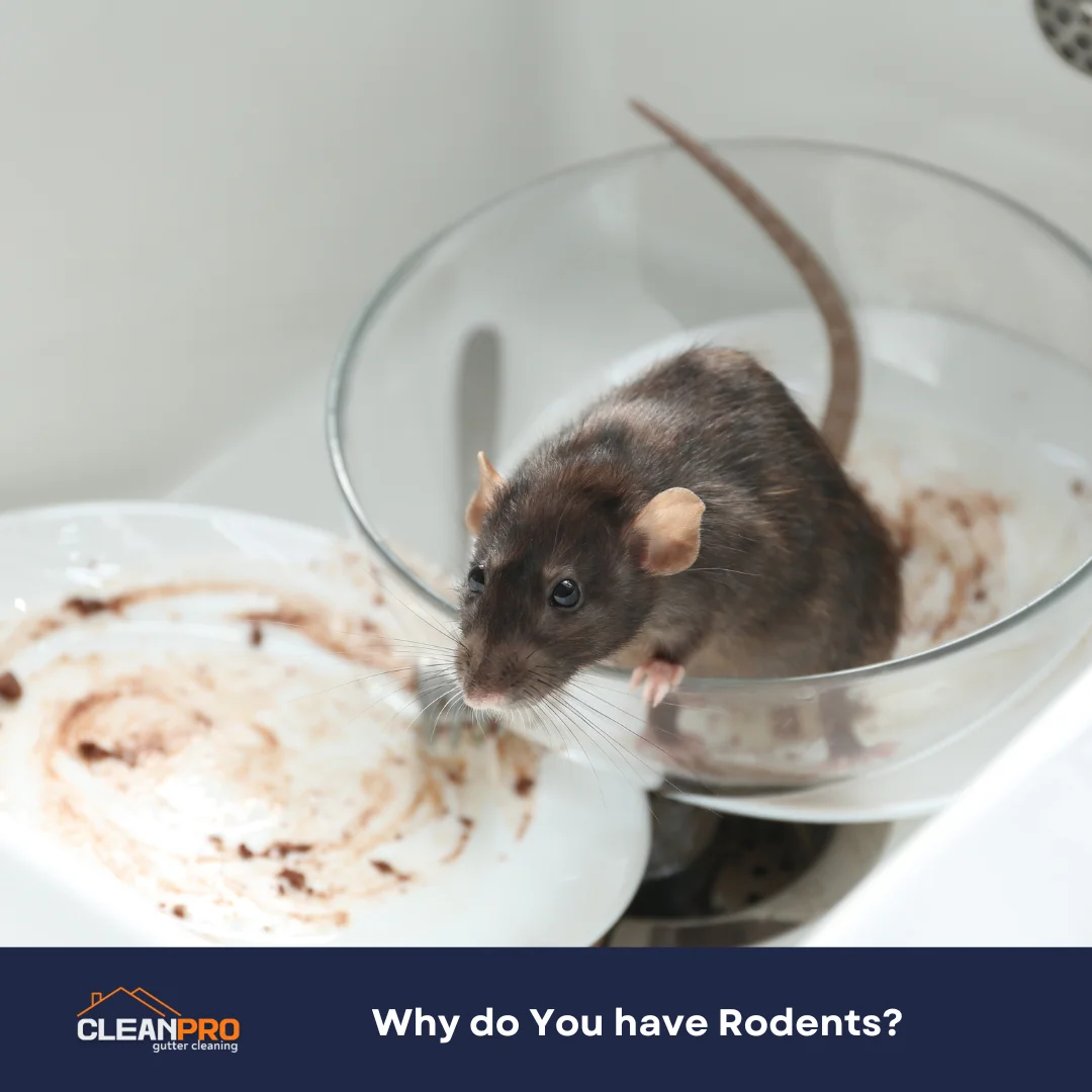 Why do You have Rodents