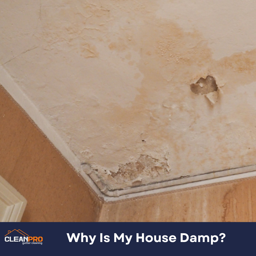 Why Is My House Damp?