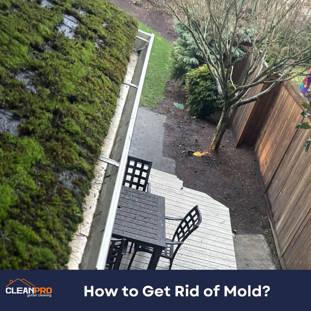 How to Get Rid of Mold?