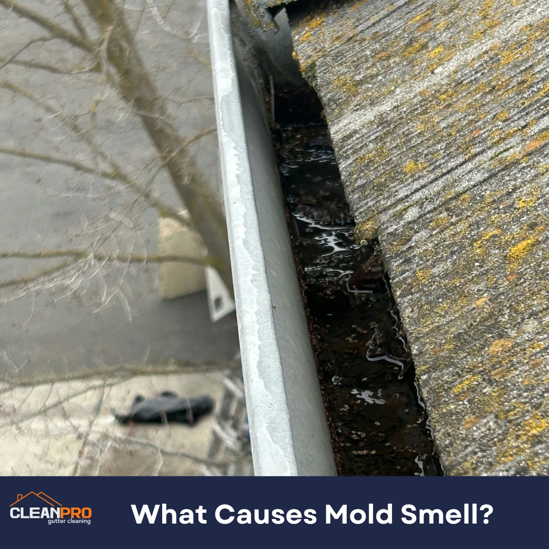 What Causes Mold Smell?