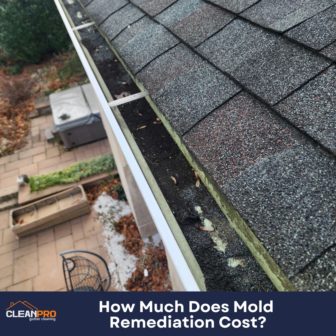 How Much Does Mold Remediation Cost?